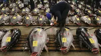 Karyawan toko memeriksa kualitas dari tuna segar yang berada di pasar ikan Tsukiji sebelum lelang Tahun Baru di Tokyo, Jepang, Selasa (5/1).  Pada 2013, Kimura mendapatkan tuna sirip biru seberat 222 kg dengan harga Rp 17,3 miliar. (REUTERS/Toru Hanai)