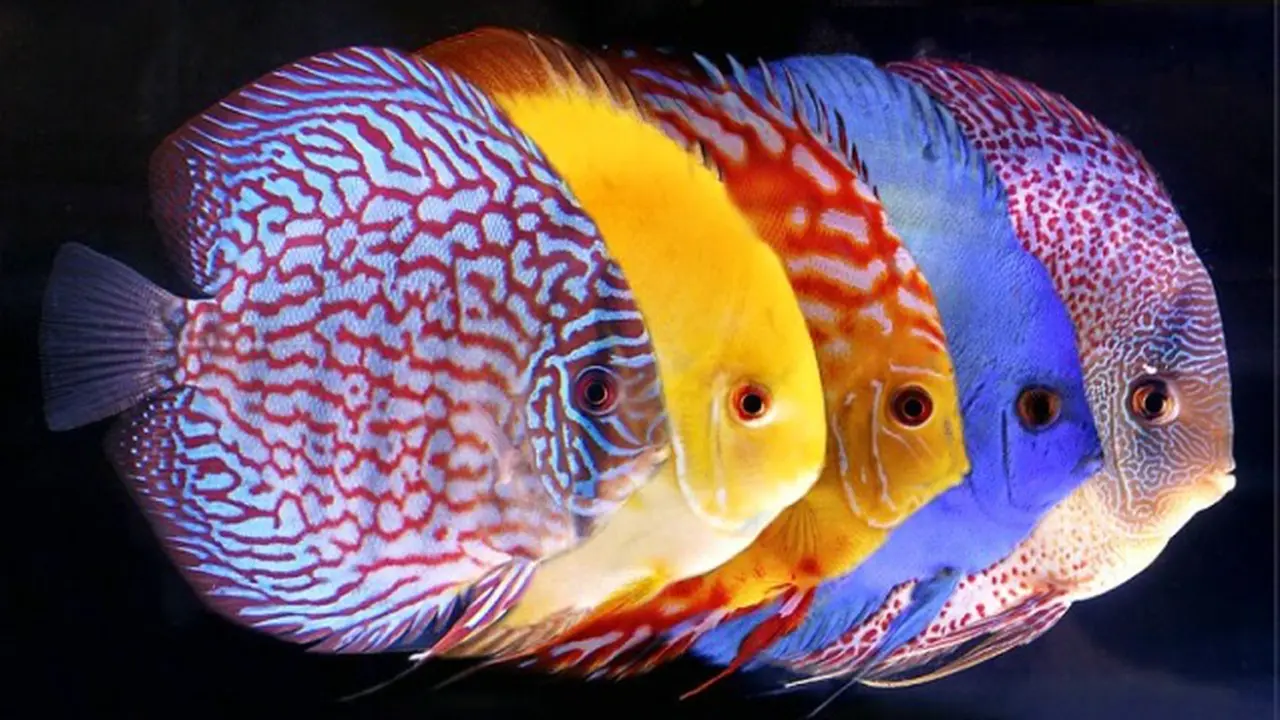 7 Ikan Paling Cantik di Muka Bumi