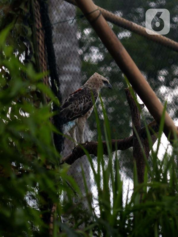 Burung Elang Brontok (Nisaetus Cirrhatus) bertengger dalam sangkar besar yang ada di area pelepasan burung tersebut. (merdeka.com/Imam Buhori)