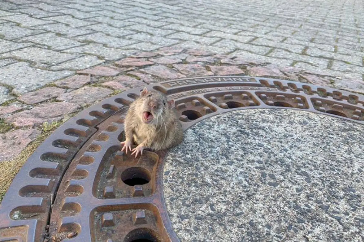 Eskpresi Tikus Gemuk yang Terjepit Bikin Warganet Gemas