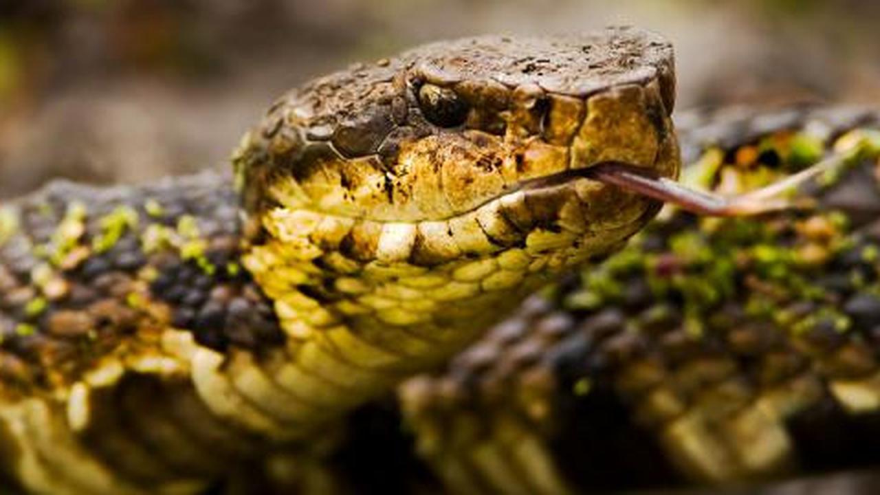 Video: Ketika racun Viper bertemu darah