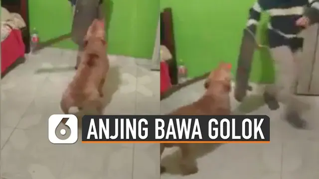 Aksi mengejutkan dilakukan oleh seekor anjing yang satu ini. Bisa memegang golok untuk menakuti manusia.