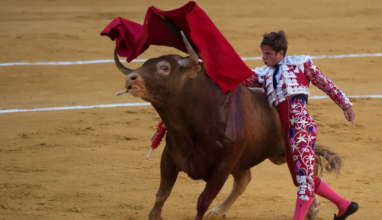Matador Spanyol, Julian "El Juli" Lopez melakukan operan dengan muleta saat  adu banteng Picassiana di arena adu banteng Malagueta di Malaga, Spanyol (19/8/2019). (AFP Photo/Jorge Guerrero)