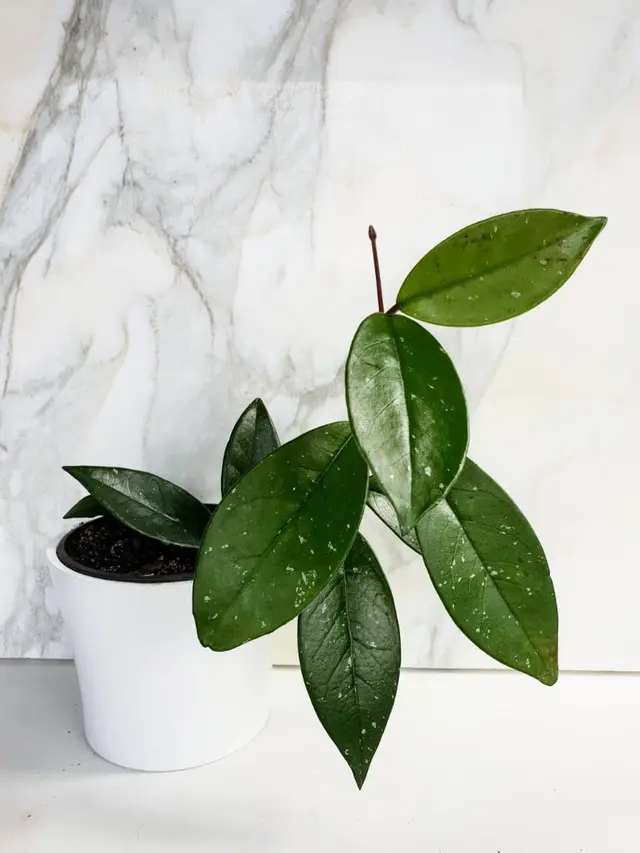 10 Tanaman Cantik yang Mudah untuk Ditanam di Rumah