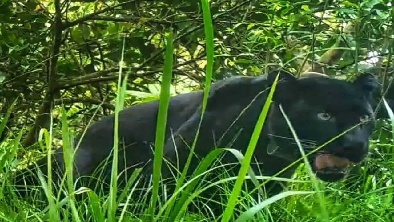 Apa Kabar Slamet Ramadhan, Macan Tutul Jawa Gunung Ciremai
