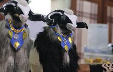 Mirip dengan Aslinya, Intip Keunikan Miniatur Domba Buatan Warga Ciamis yang Cocok Jadi Oleh-Oleh