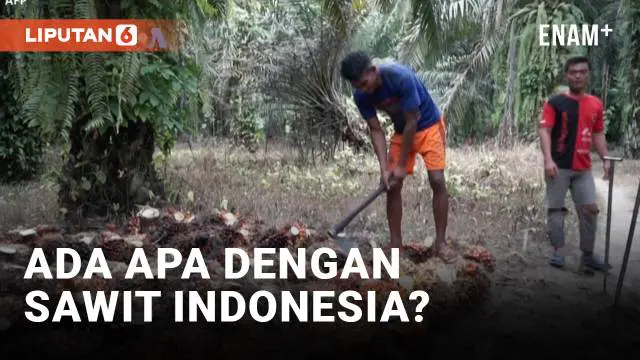 VIDEO: Sawit Indonesia Dicermati Pasca Penundaan UU Anti-Deforestasi Uni Eropa