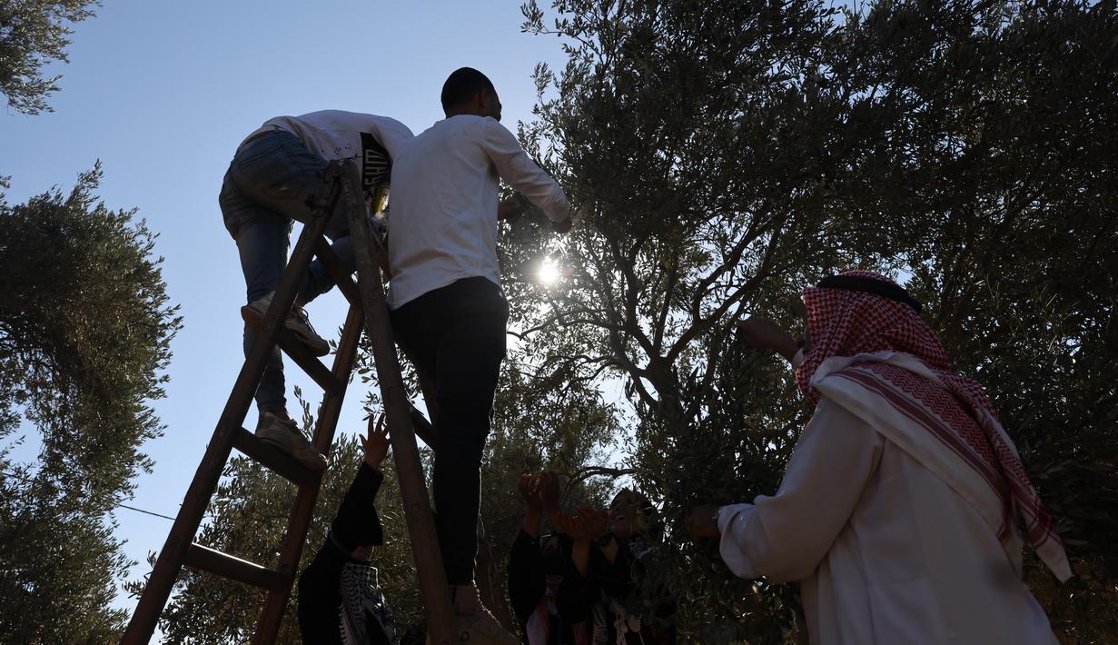 Relawan Palestina membantu petani memanen buah zaitun selama musim panen di sebuah ladang di lingkungan Shijaiyah dekat perbatasan dengan Israel, timur Kota Gaza (7/10/2021). (AFP/Mohammed Abed)
