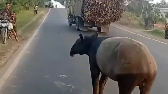 Geger Tapir Tiba-Tiba Muncul di Jalanan Lampung