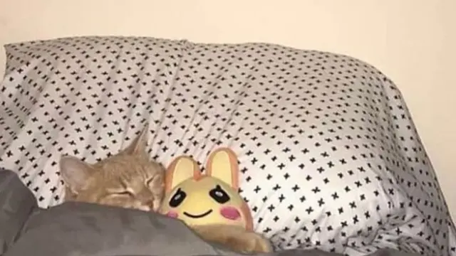 6 Potret Kucing Pakai Selimut Ini Bikin Gemas, Makin Lucu