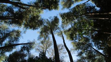 Wisata Hutan Pinus Dulamayo Gorontalo