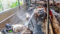 Pekerja memandikan hewan kurban yang dijual di CV Puput Bersaudara di kawasan Rangkapan Jaya, Depok, Jawa Barat, Selasa (19/5/2026). (merdeka.com/Arie Basuki)