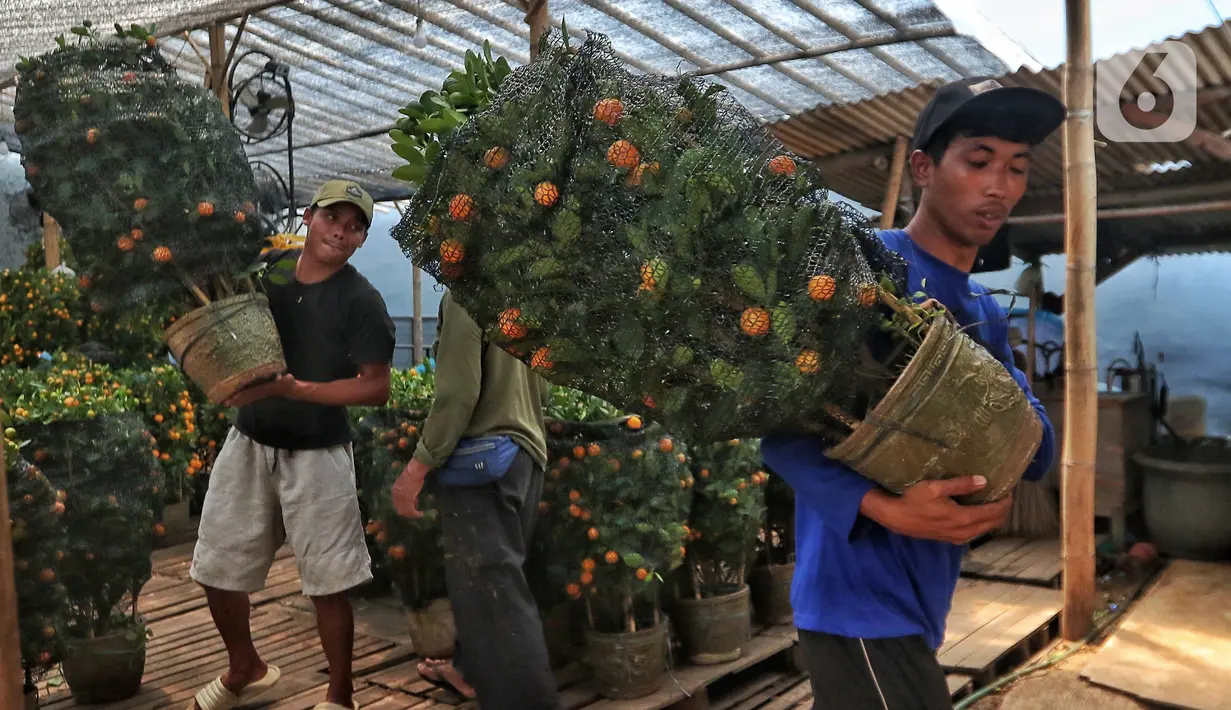 Pekerja mengangkat pohon jeruk Kimkit yang dijual di Meruya, Jakarta Barat, Kamis (12/1/2023). Banyak pembeli membeli tanaman buah jeruk tersebut untuk dikirim kepada kerabat dan juga sebagai hiasan imlek. (Liputan6.com/Angga Yuniar)