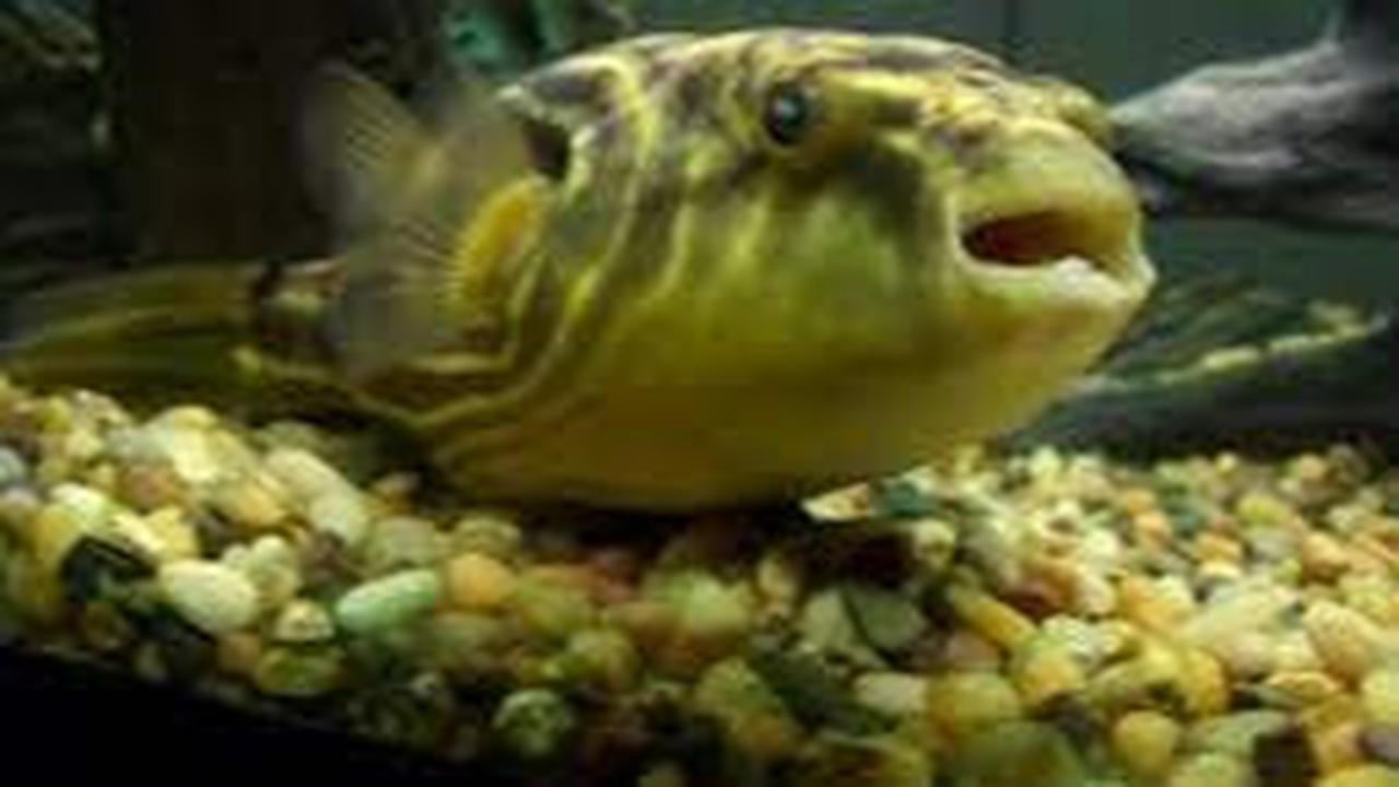 Fakta Ikan Buntal