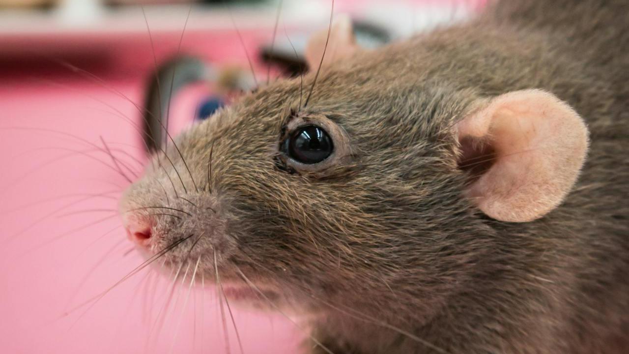 Tikus di Dapur? Ini Risiko Kontaminasi Makanan yang Mengintai