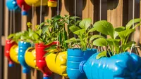 8 Jenis Tanaman yang Cocok untuk Kebun Gantung Botol Bekas, Solusi Hijau di Lahan Sempit