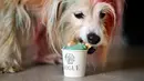 MJ makan dogguccino di restoran untuk anjing Dogue, San Francisco, California, Amerika Serikat, 5 Oktober 2022. Dogue mungkin menjadi restoran pertama di negara ini yang menyajikan menu mencicipi khusus untuk anjing. (JOSH EDELSON/AFP)