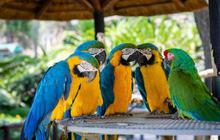 10 Jenis Burung dengan Kicau Terkeras, Ada yang Hidup di Indonesia