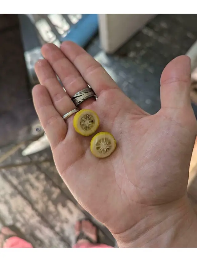 6 Potret Buah Hasil Panen Berukuran Super Mini, Bikin Heran Tukang Kebun