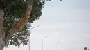 Petugas kepolisian memeriksa cabang pohon yang rusak setelah ditabbrak bus wisata tingkat beratap terbuka di Zurrieq, Malta, Senin (9/4).  Dahan pohon tersebut menjadi lebih rendah dari posisi sebelumnya karena angin kencang (AP Photo/Rene Rossignaud)