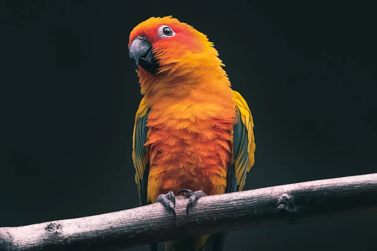 Burung - Vania