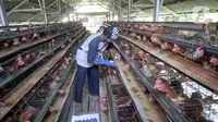Ternyata Ini Penyebab Sulitnya Ada Data Valid Ayam Hidup