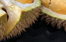 Efek Samping Konsumsi Durian Berlebih, Tingkatkan Kolesterol dan Gula Darah