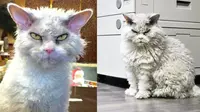 7 Tips Tenangkan Kucing yang Stres