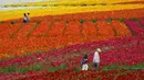 Pengunjung menikmati hamparan bunga giant recolote ranunculus yang mekar di The Flower Field, Carlsbad Ranch, California, Kamis (21/3/2019). Memiliki luas sebesar 50 hektare, taman bunga ini dibuka setiap tahunnya pada musim semi. (REUTERS/Mike Blake)