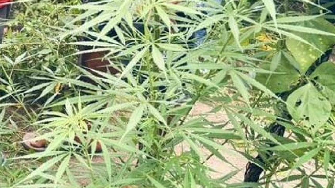 Polres Keerom Ungkap Penemuan Kebun Ganja Siap Panen di Arso