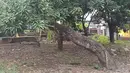 Tampak beberapa pohon besar di depan rumah Abiem. Karena dibiarkan kosong, rumah di halaman rumahnya juga banyak ayam berkeliaran. [Youtube/Rizquna Channel]
