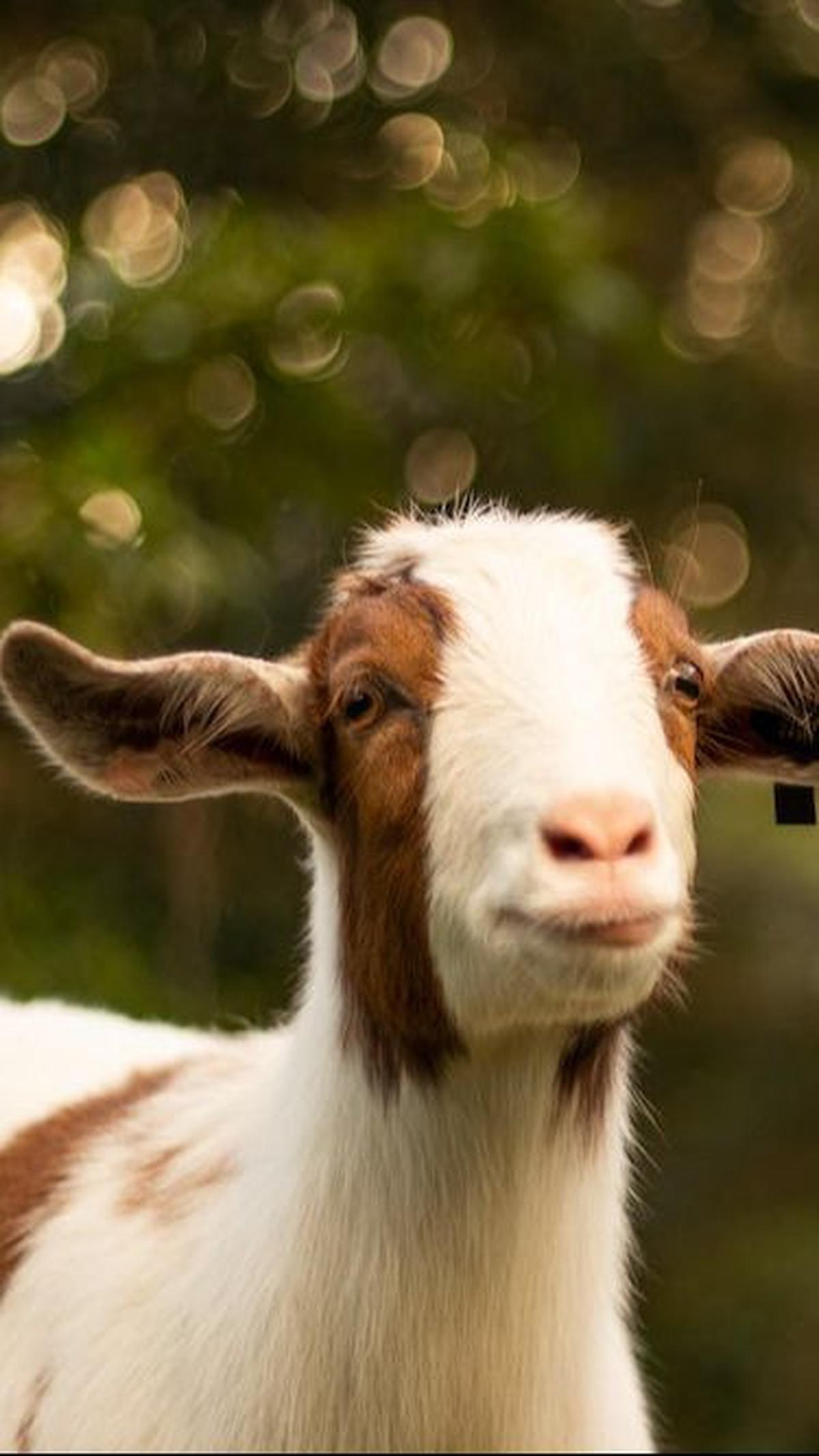 Bagaimana Jika Kurban satu Ekor Kambing untuk Satu Keluarga?<br>