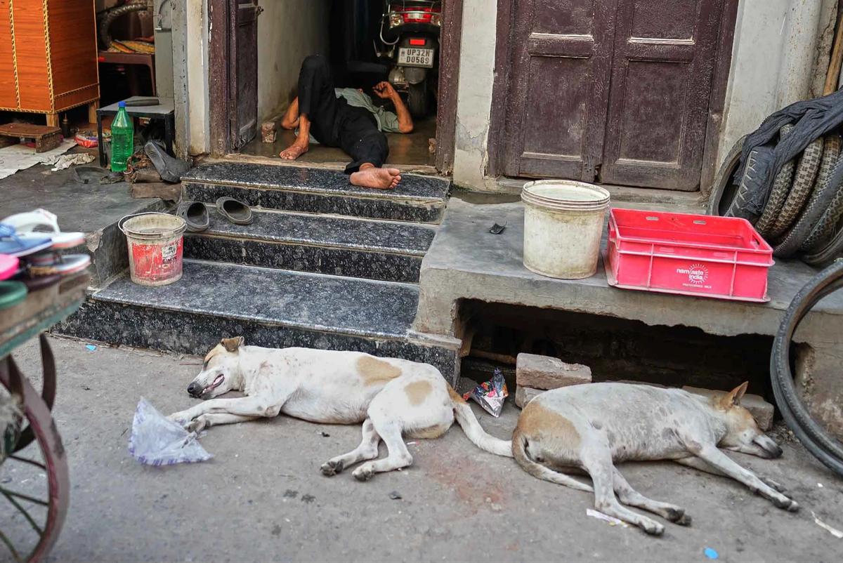 FOTO: Gelombang Panas Ekstrem Lumpuhkan Aktivitas Warga India Utara