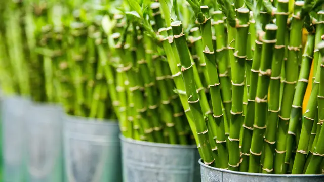 Bamboo Plant/dok. Unsplash Toni