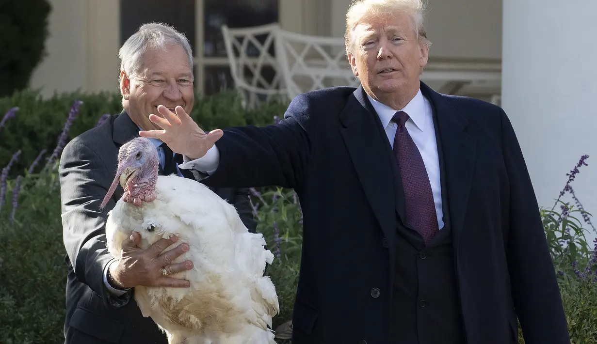 Presiden AS, Donald Trump memberikan pengampunan kepada seekor kalkun bernama Peas dalam upacara perayaan Thanksgiving di Gedung Putih, Selasa (20/11). Tradisi pengampunan kalkun di Gedung Putih dimulai oleh Presiden George HW Bush. (Jim WATSON / AFP)