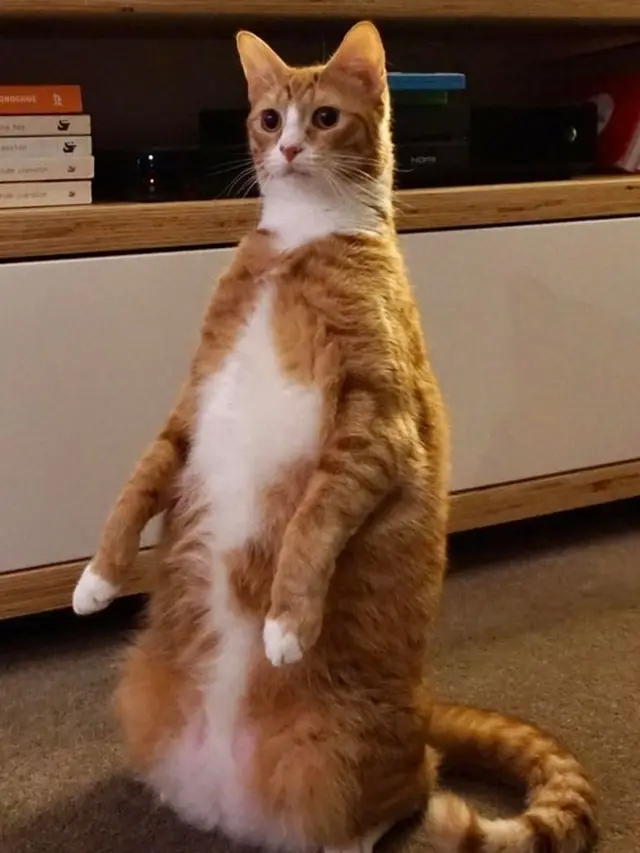 tingkah kucing
