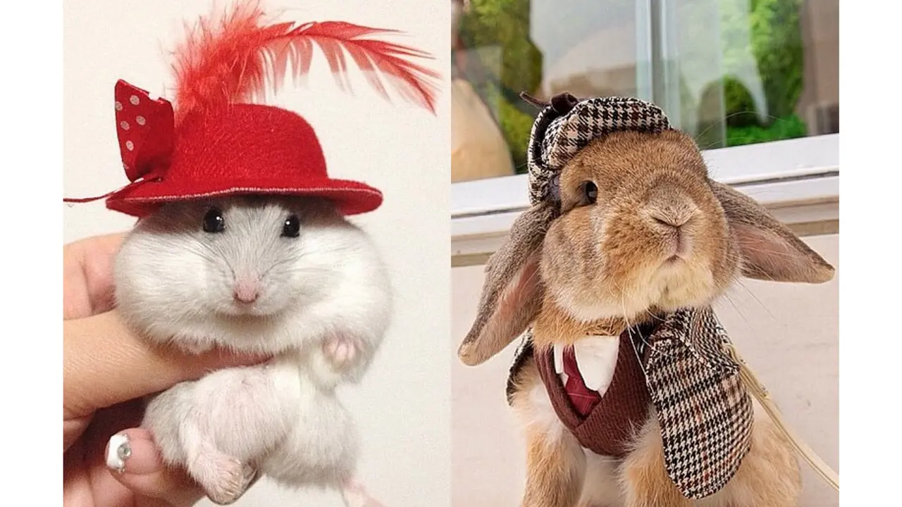 Fahionable Pets 3