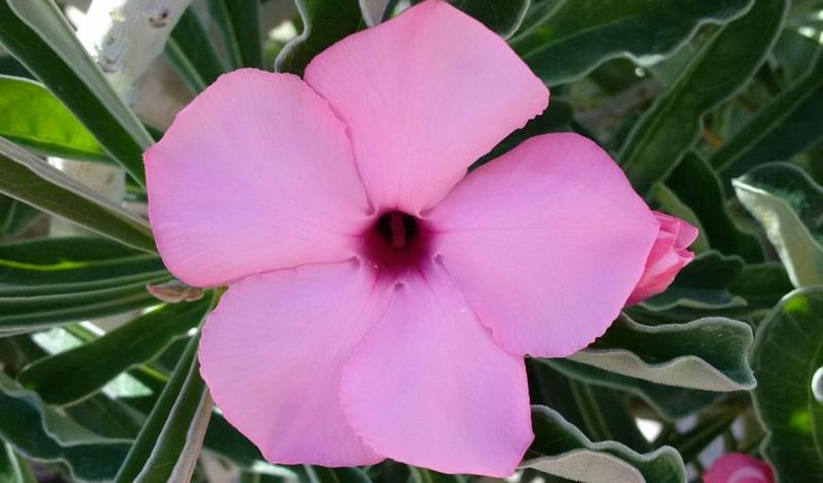 7.	Adenium swazicum.