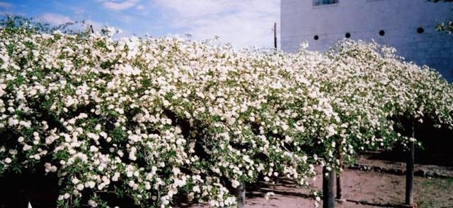 Pohon ini akan berbunga setiap musim semi di bulan Maret hingga April/copyright odditycentral.com