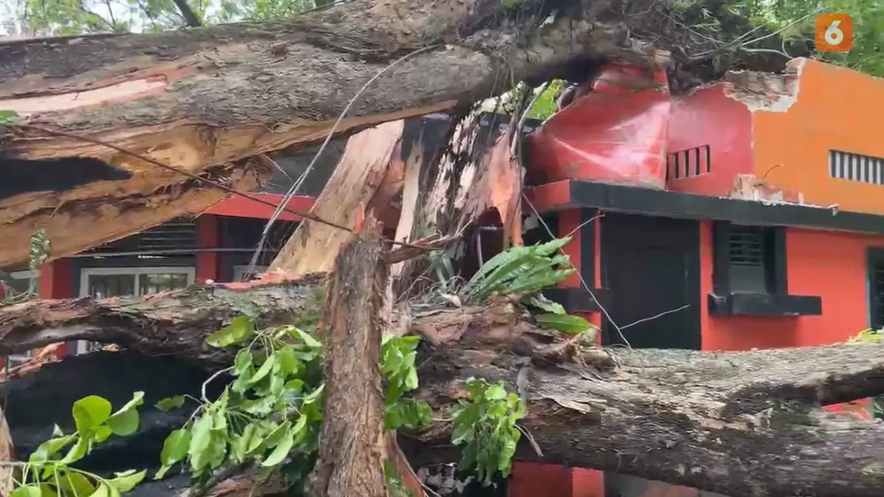 Pohon Tumbang