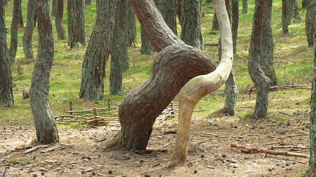 Hutan Menari di Rusia
