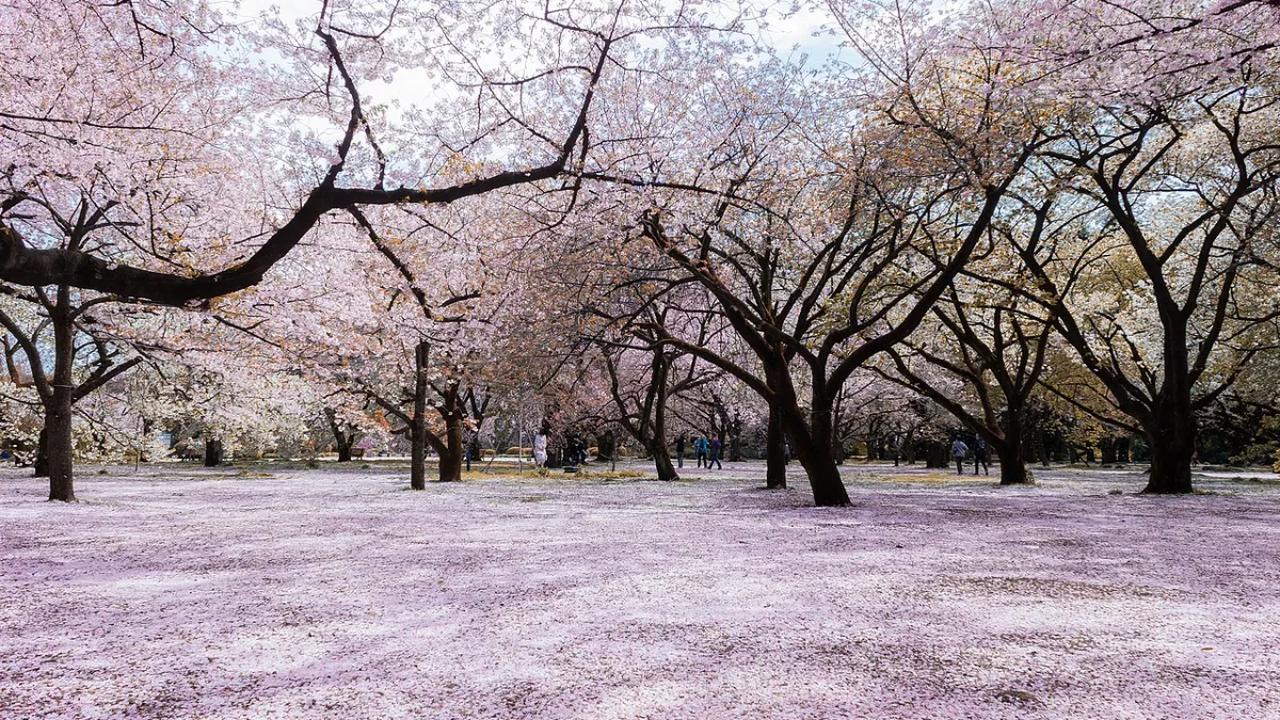 6. Surga Bunga Sakura yang Menawan di Musim Semi