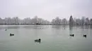 Bebek berenang saat salju turun di Taman Retiro di pusat kota Madrid (7/1/2021). Sebuah peringatan telah dikeluarkan di seluruh negeri karena badai Filomena yang menyebabkan penurunan suhu dan hujan salju yang besar di seluruh Spanyol. (AFP/Gabriel Bouys)