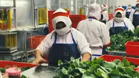 Wasabi Buatan Semarang Menembus Pasar Jepang, Produksi 72 Ton per Bulan