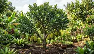 Cara Mengerdilkan Pohon Nangka agar Tidak Tinggi dan Produktif Berbuah