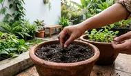 Cara Menanam Ketumbar dari Biji di Rumah, Mudah Tumbuh Meski Hanya Pakai Pot Kecil