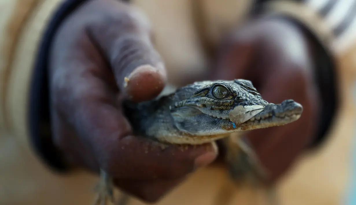 Seorang pria memegang buaya di Desa Nubia, Kota Aswan, Mesir (12/2/2020). Di desa tersebut, wisatawan dapat berswafoto dengan buaya hidup berukuran sangat besar. (Xinhua/Ahmed Gomaa)
