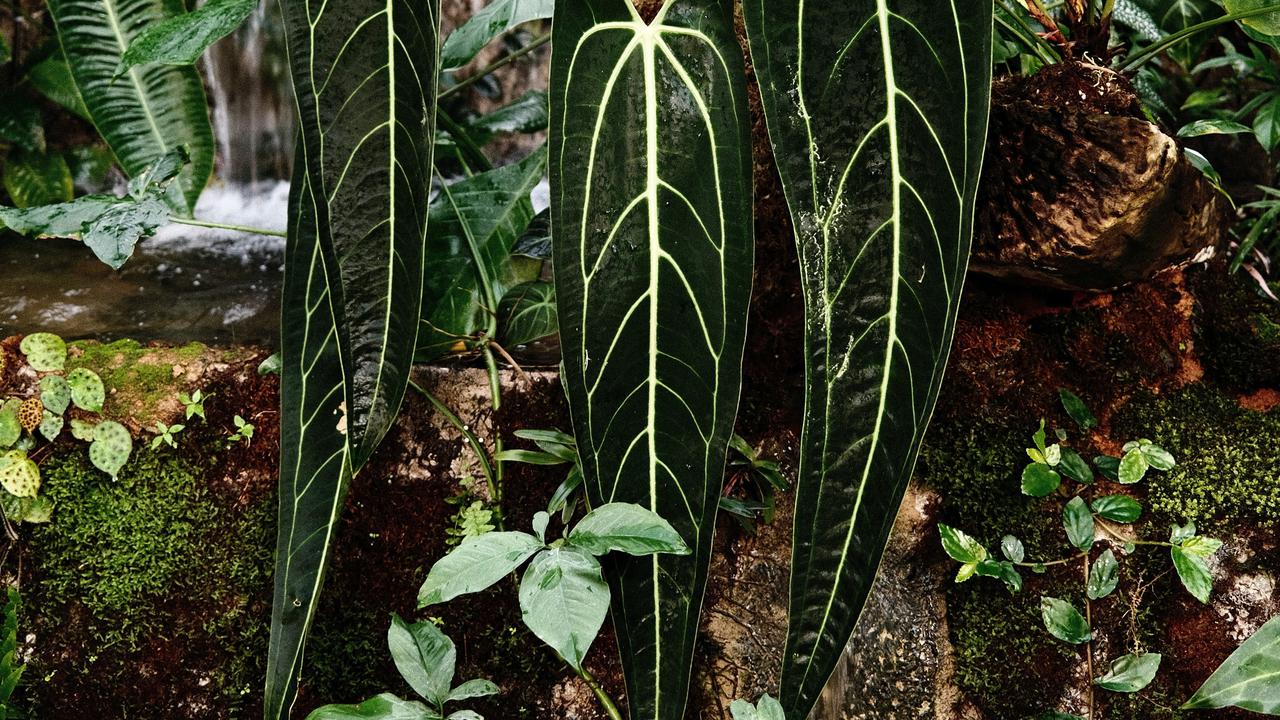 Ilustrasi Anthurium Warocqueanum