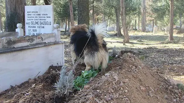 Kisah Pilu Anjing Setia yang Datangi Makam Tuannya Setiap Hari