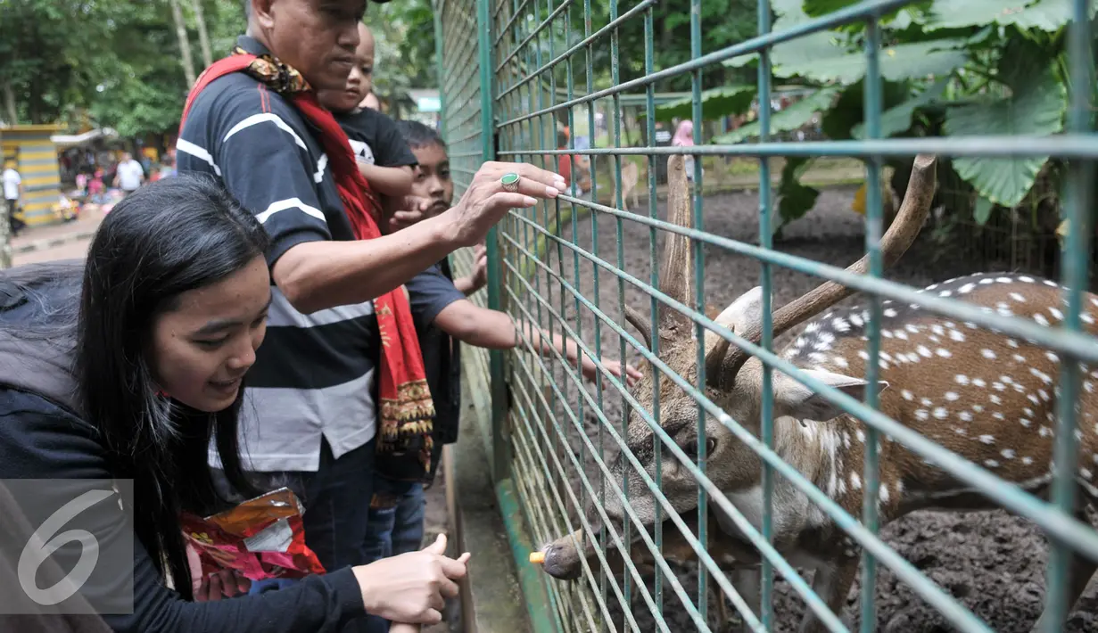 Sejumlah pengunjung memberi makan Rusa di Kebun Binatang Ragunan, Jakarta Selatan, Senin (12/12). Libur Maulid Nabi Muhammad SAW, Kebun Binatang Ragunan diserbu warga yang ingin menikmati waktu libur bersama keluarga. (Liputan6.com/Yoppy Renato)